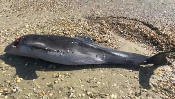 Денацификация фауны Черного моря - из-за боевых действий погибают дельфины
