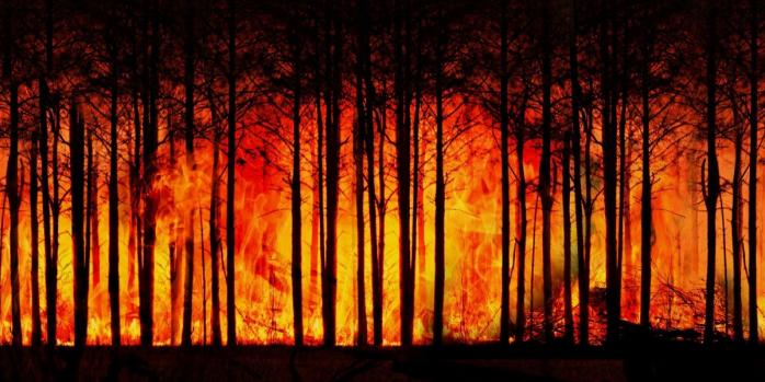 Пожар уничтожил лес на Харьковщине, фото: