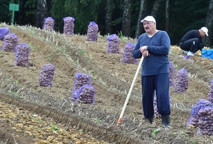  Маразм крепнет - лукашенко объявил мобилизацию на сбор картофеля