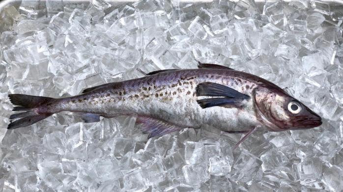 Родственники мобилизованных из Сахалина получат по 5 кг рыбы