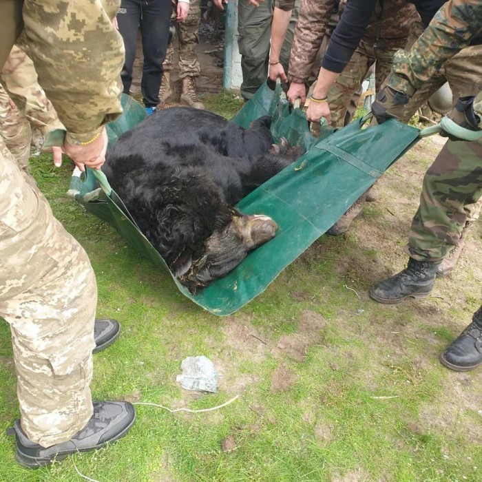 ЗСУ врятували контуженого ведмедя, фото: UAnimals