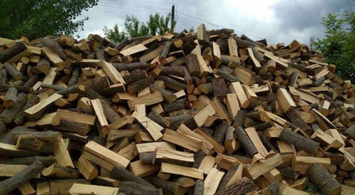 Кабмин запретил экспорт топливной древесины. Фото: