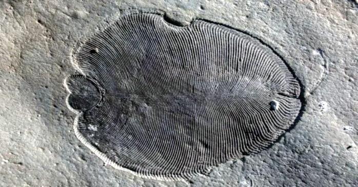 Ученые обнаружили останки пищи возрастом 550 млн лет, фото: The Australian National University
