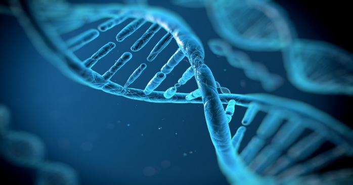 Учені виявили ген, який відповідає за розвиток безпліддя, фото: Інститут молекулярної біології і генетики