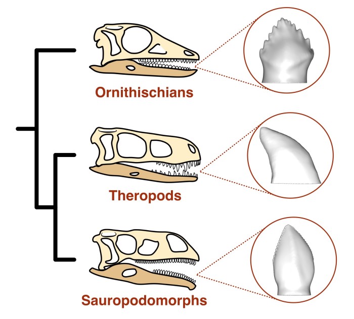 Три основні лінії динозаврів і їх типові форми зубів, інфографіка: Antonio Ballell