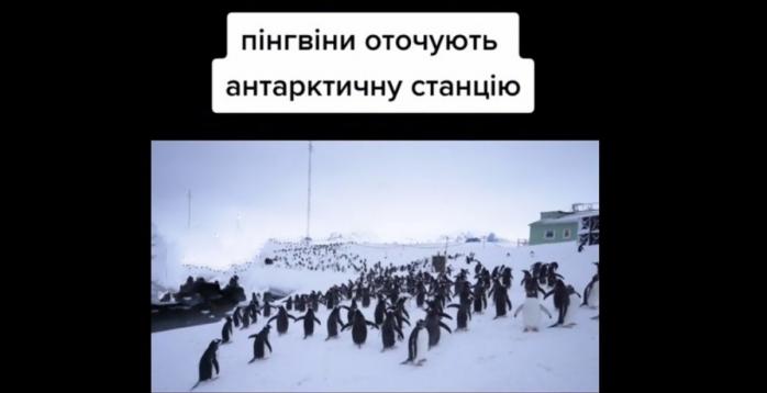 Українська станція зіткнулася з нашестям пінгвінів, скріншот відео