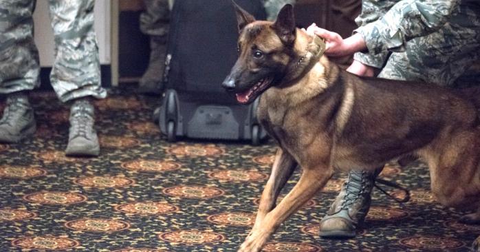 Собаки-сапери допоможуть розміновувати Україну, фото: Chairman of the Joint Chiefs of Staff