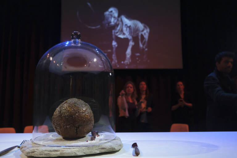 У музеї Амстердаму виставили страву з вимерлої тварини - фрикадельку з м'яса мамонта
