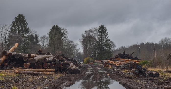 Рашисты активно вырубают украинские леса