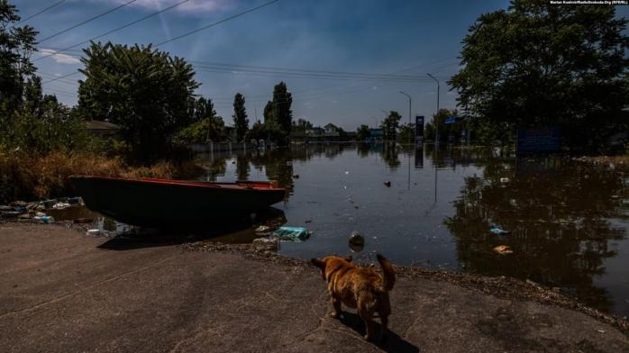 Загинуло багато риби та молюсків - з'явилися фото Каховського водосховища після обміління