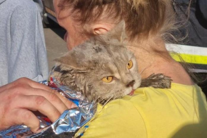 В Киеве спасли кота из многоэтажки, где произошел взрыв