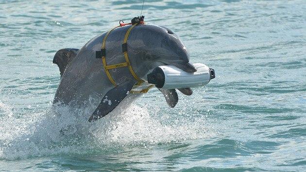 россия усилила оборону бухты Севастополя – подтянула боевых дельфинов