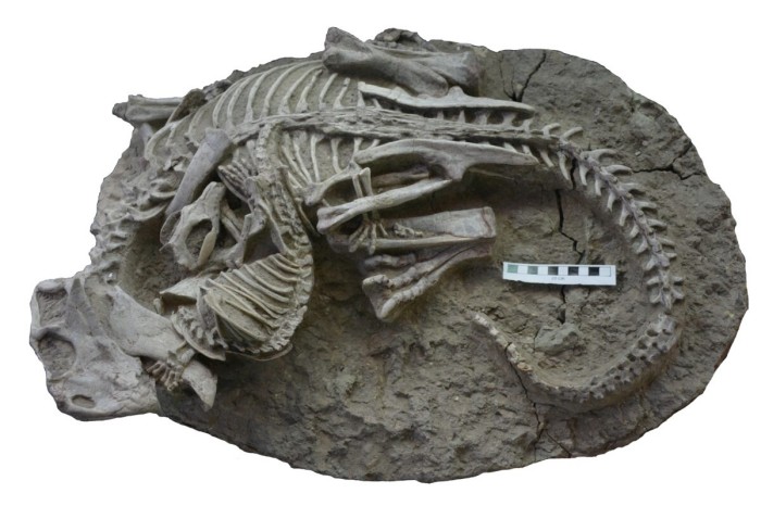 Скам'янілість із зображенням переплетених скелетів динозавра (Psittacosaurus) і ссавця (Repenomamus). Масштаб лінійки дорівнює 10 см, фото: Канадський музей природи 