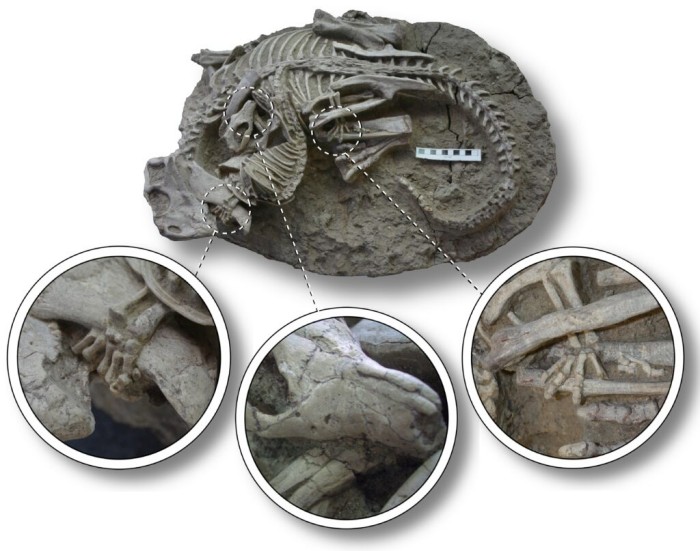 Скам'янілість зі сплетеними скелетами псіттакозавра та репеномамуса, що демонструє деталі їхньої взаємодії, фото: Канадський музей природи