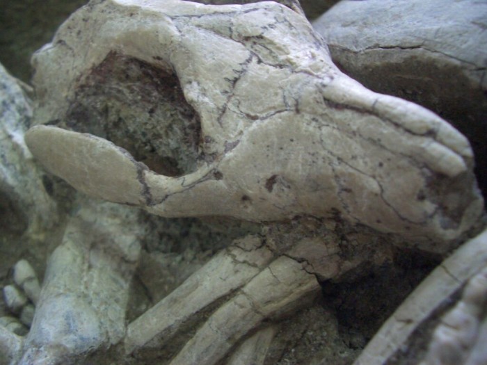 Деталь скам'янілості, на якій видно, як репеномамус кусає ребра псіттакозавра, фото: Канадський музей природи
