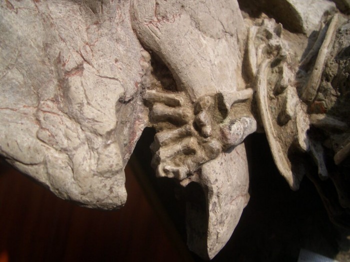 Деталь скам'янілості, що показує ліву лапу репеномамуса, обгорнуту навколо нижньої щелепи псіттакозавра, фото: Канадський музей природи