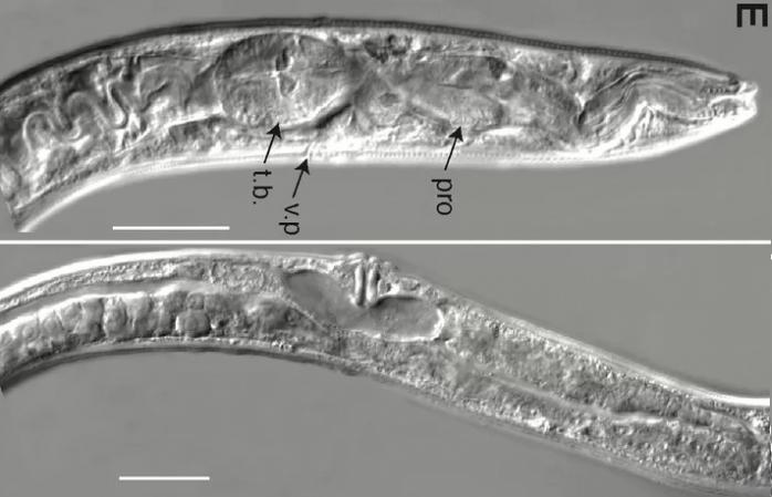 Науковці реанімували хробаків віком 46 тисяч років з вічної мерзлоти Сибіру
