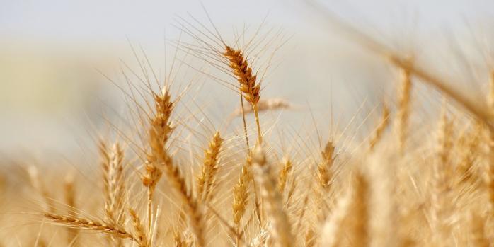 В мире упали цены на пшеницу, фото: