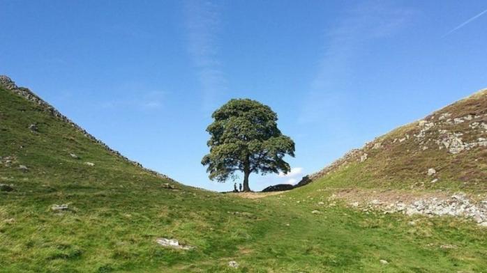  В Англии подросток срубил 300-летний клен – дерево Робин Гуда