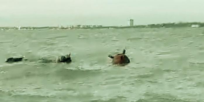 Морську міну знищили на Одещині, скріншот відео