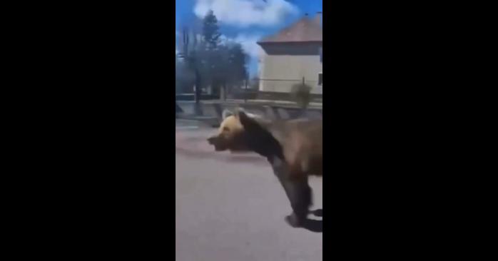 Медведь на улицах Словакии, скриншот видео 