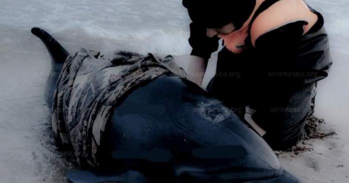 Дельфины массово погибают в Черном море из-за действий рашистов, фото: Иван Русев
