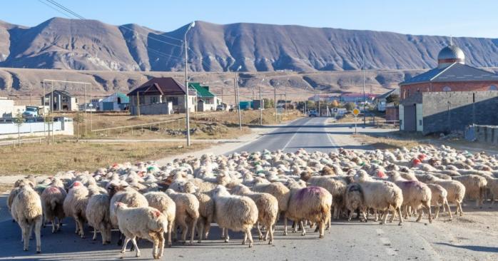 Рашисты выдают коллаборантам туристические путевки в Дагестан и Осетию, фото: «Живое наследие»