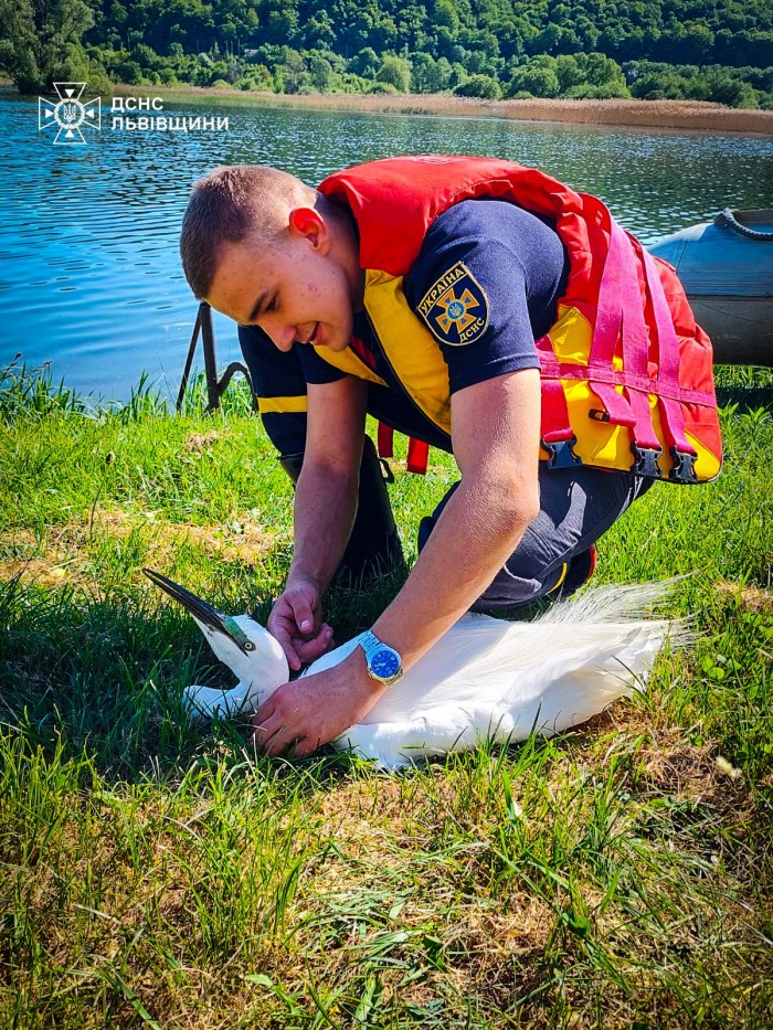 Надзвичайники врятували чаплю на Львівщині, фото: ДСНС