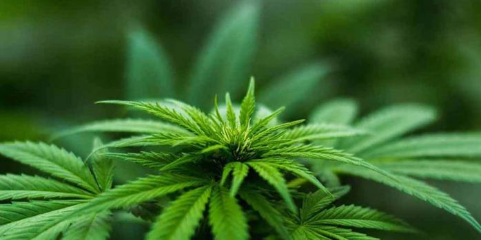 Канабіс виключено зі списку тяжких наркотиків, фото: Substance Cannabis Market
