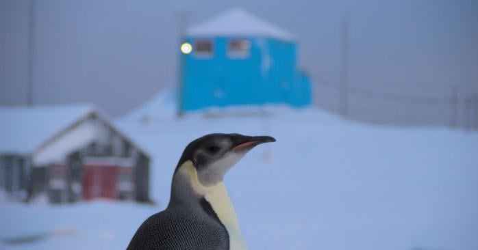 Императорский пингвин посетил станцию «Академик Вернадский», фото: Национальный антарктический научный центр
