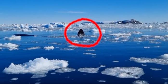 Кит «шпионит» в Антарктике, видео скриншот