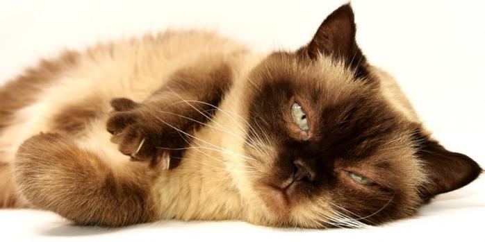 Як переконати котів не дряпати меблі, встановили учені