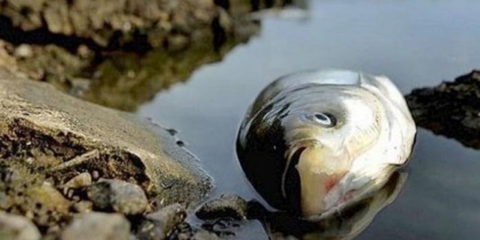 Рыба массово погибает в прудах на ВОТ, фото: «РЕДПОСТ»