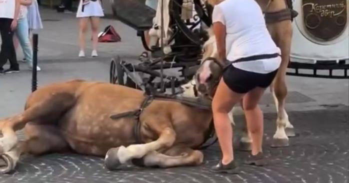 Під час інциденту з конем у Львові, скріншот відео