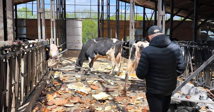 Російські «Шахеди» вбили щонайменше 100 корів. Фото: Андрій Дикун