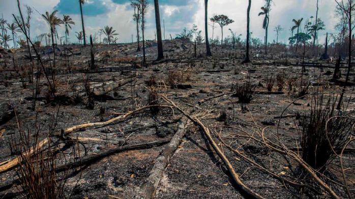 18 футбольных полей на минуту — темпы уничтожения тропических лесов достигли пика с 2002 года