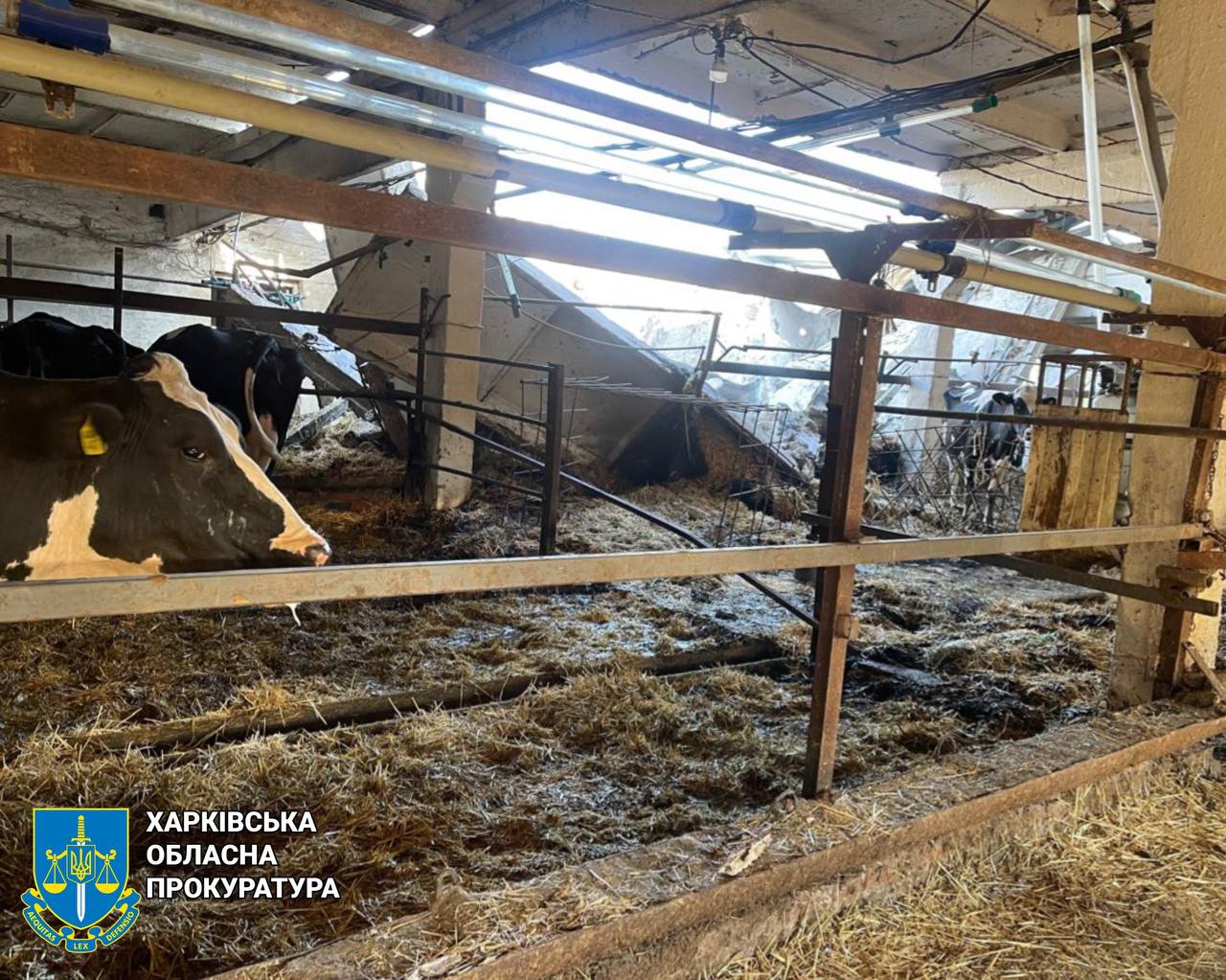 Десятки корів загинули внаслідок ударів рф. Фото: ОГП