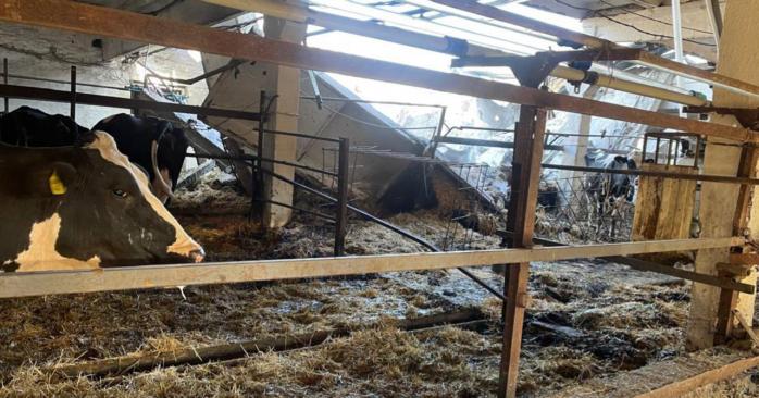 Десятки коров погибли в результате ударов рф. Фото: ОГП