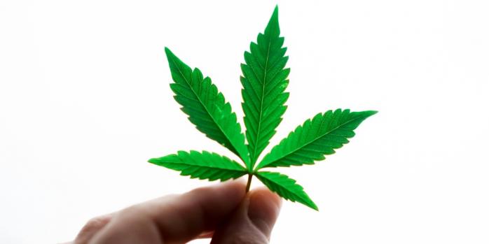 В Украину начинают ввозить медицинский каннабис, фото: Pexels