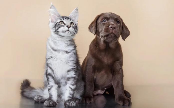 В ЕС хотят чипировать всех собак и кошек