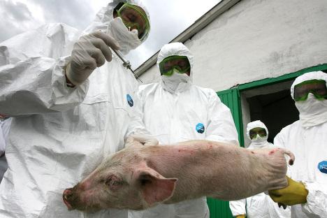 В Луганской области зафиксирован случай африканской чумы свиней