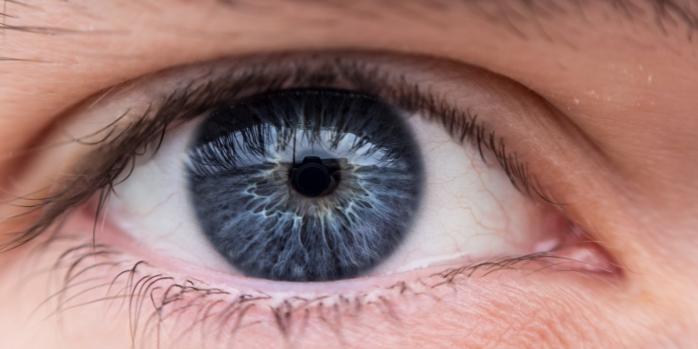 Паразита Dirofilaria repens достали из глаза жительницы Ровенской области, фото: Wikimedia Commons