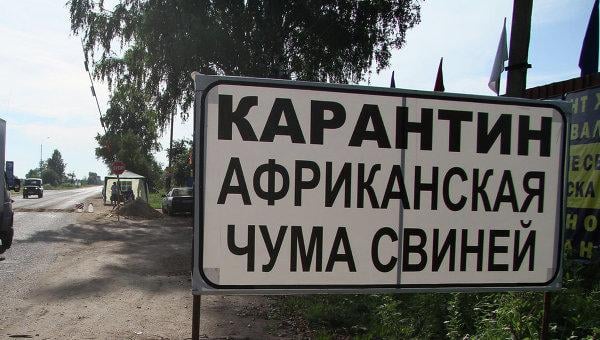 В Луганской области объявили карантин из-за угрозы африканской чумы свиней