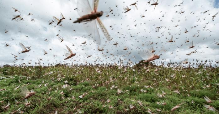 Нашествие саранчи зафиксировали в ряде украинских областей. Фото: 