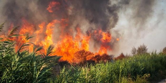 Масштабне займання очерету ліквідували в Одесі, фото: ДСНС