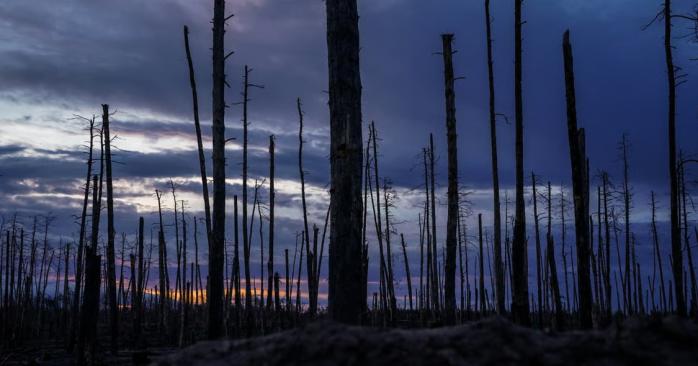 Серебрянский лес. Фото: «Азов»
