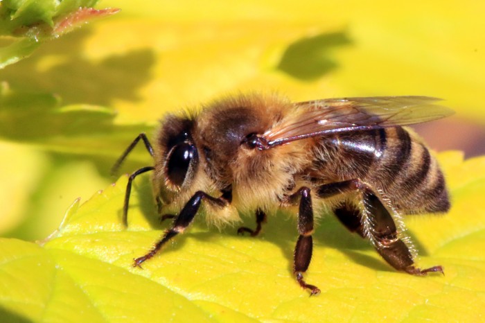 Бджола Apis mellifera, фото: Wikimedia Commons