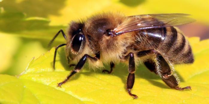 Бджола Apis mellifera, фото: Wikimedia Commons