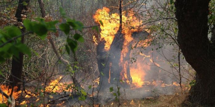 Масштабна пожежа триває на Хортиці, фото: ДСНС