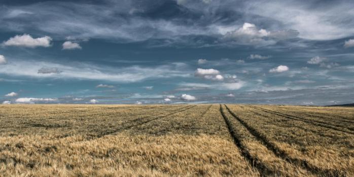 На ТОТ спостерігається рекордне падіння врожайності